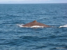 Cachalot - Nouvelle-Zélande